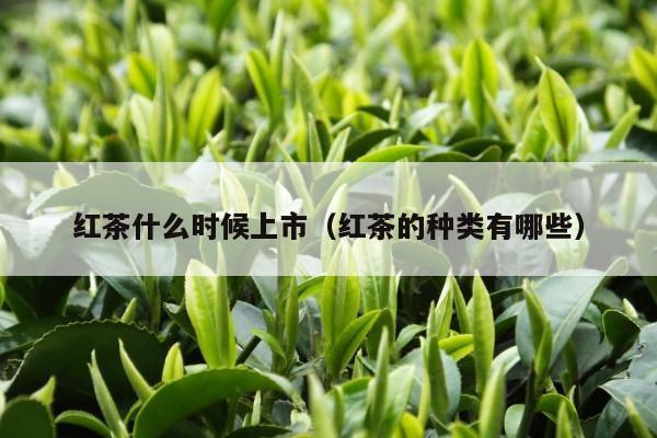 红茶什么时候上市（红茶的种类有哪些）