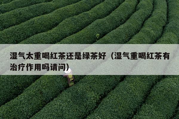 湿气太重喝红茶还是绿茶好（湿气重喝红茶有治疗作用吗请问）