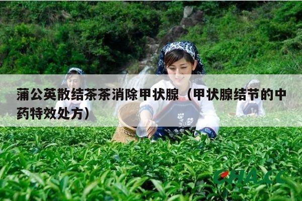 蒲公英散结茶茶消除甲状腺（甲状腺结节的中药特效处方）