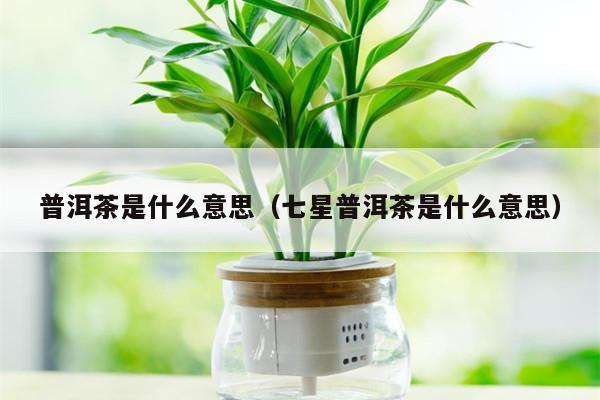 普洱茶是什么意思（七星普洱茶是什么意思）