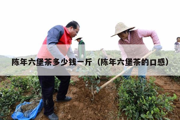 陈年六堡茶多少钱一斤（陈年六堡茶的口感）