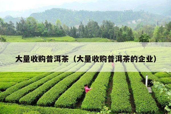 大量收购普洱茶（大量收购普洱茶的企业）