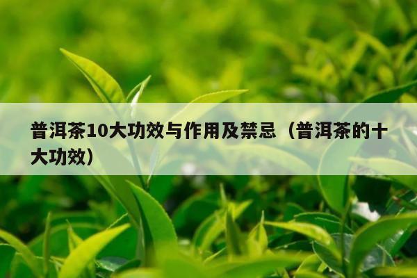 普洱茶10大功效与作用及禁忌（普洱茶的十大功效）