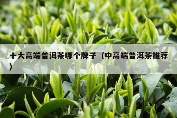 十大高端普洱茶哪个牌子（中高端普洱茶推荐）