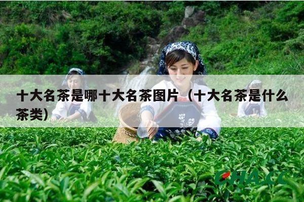 十大名茶是哪十大名茶图片（十大名茶是什么茶类）