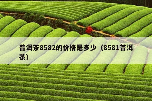 普洱茶8582的价格是多少（8581普洱茶）