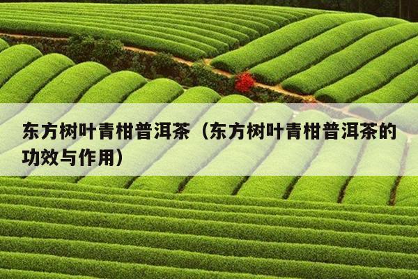 东方树叶青柑普洱茶（东方树叶青柑普洱茶的功效与作用）