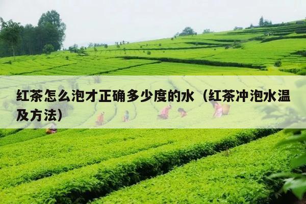 红茶怎么泡才正确多少度的水（红茶冲泡水温及方法）