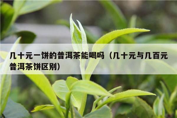 几十元一饼的普洱茶能喝吗（几十元与几百元普洱茶饼区别）