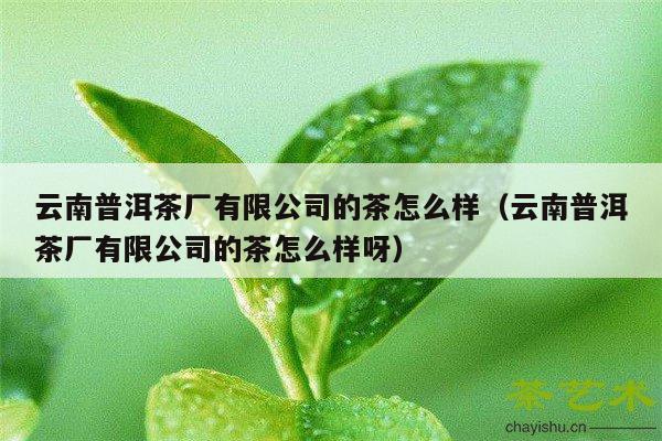 云南普洱茶厂有限公司的茶怎么样（云南普洱茶厂有限公司的茶怎么样呀）