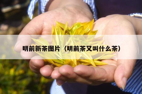 明前新茶图片（明前茶又叫什么茶）