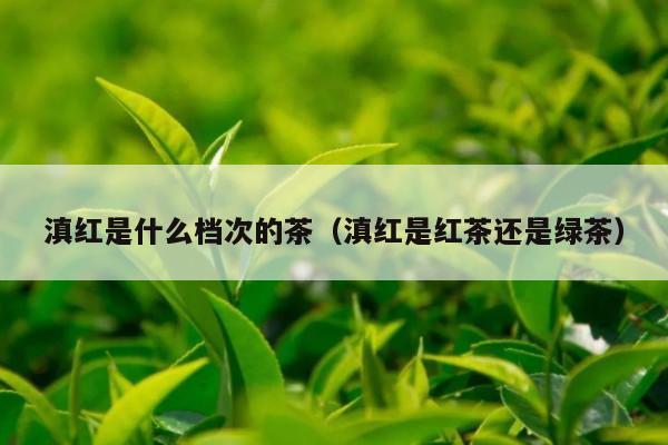 滇红是什么档次的茶（滇红是红茶还是绿茶）