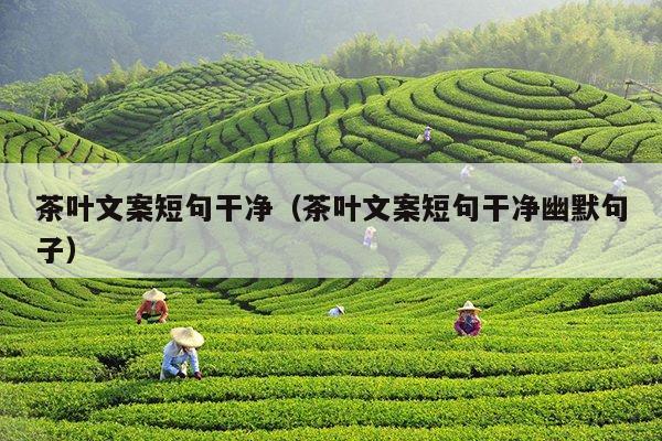 茶叶文案短句干净（茶叶文案短句干净幽默句子）