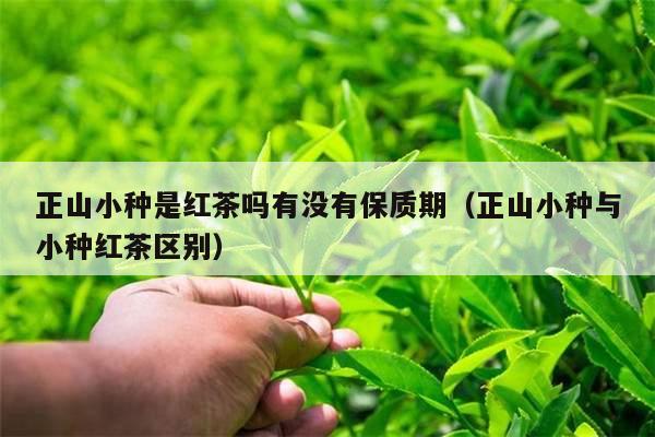 正山小种是红茶吗有没有保质期（正山小种与小种红茶区别）