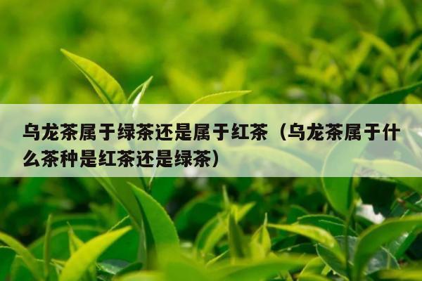 乌龙茶属于绿茶还是属于红茶（乌龙茶属于什么茶种是红茶还是绿茶）