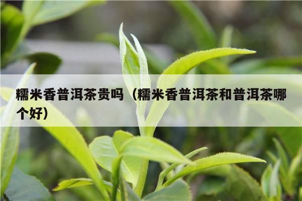 糯米香普洱茶贵吗（糯米香普洱茶和普洱茶哪个好）