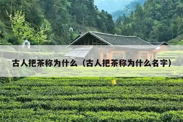 古人把茶称为什么（古人把茶称为什么名字）