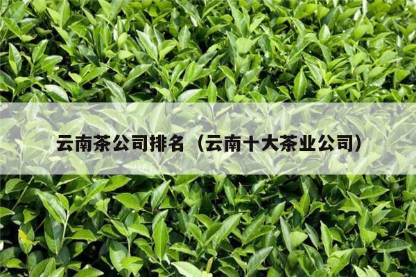 云南茶公司排名（云南十大茶业公司）