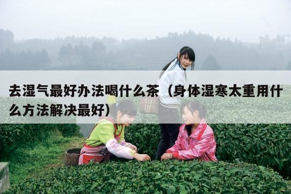 去湿气最好办法喝什么茶（身体湿寒太重用什么方法解决最好）