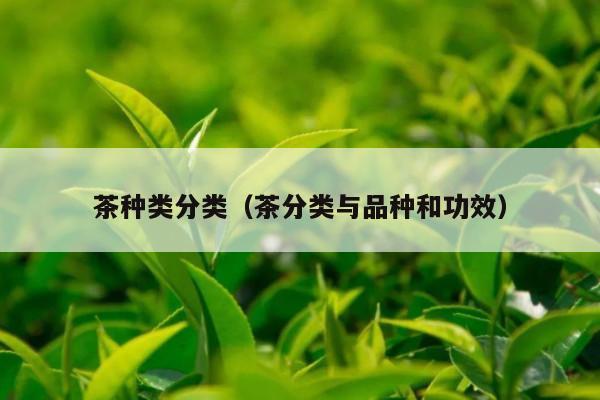 茶种类分类（茶分类与品种和功效）