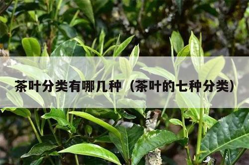 茶叶分类有哪几种（茶叶的七种分类）