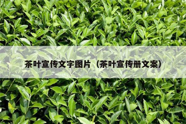 茶叶宣传文字图片（茶叶宣传册文案）