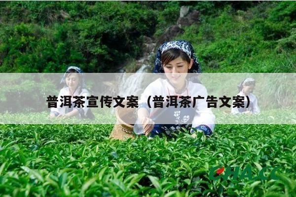 普洱茶宣传文案（普洱茶广告文案）