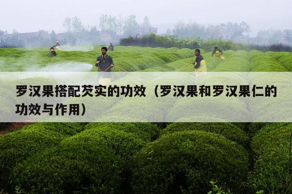 罗汉果搭配芡实的功效（罗汉果和罗汉果仁的功效与作用）