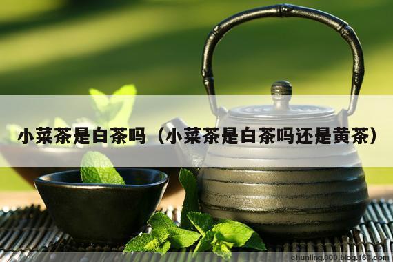 小菜茶是白茶吗（小菜茶是白茶吗还是黄茶）