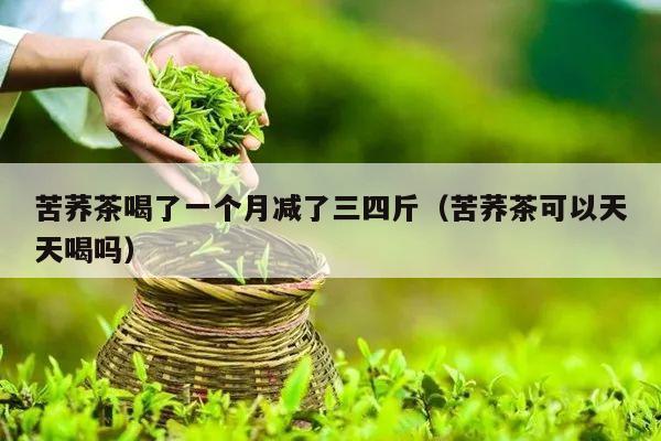 苦荞茶喝了一个月减了三四斤（苦荞茶可以天天喝吗）