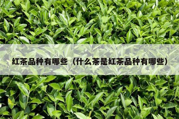 红茶品种有哪些（什么茶是红茶品种有哪些）