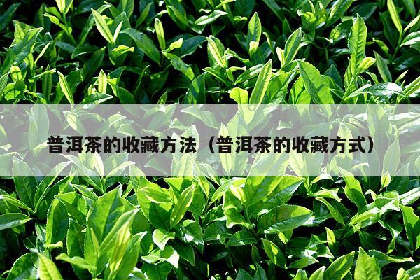 普洱茶的收藏方法（普洱茶的收藏方式）