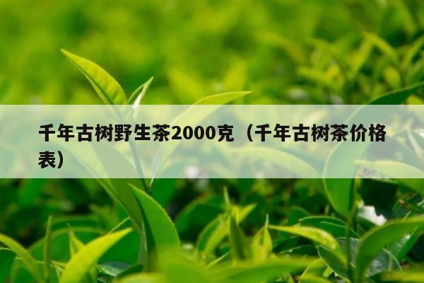 千年古树野生茶2000克（千年古树茶价格表）