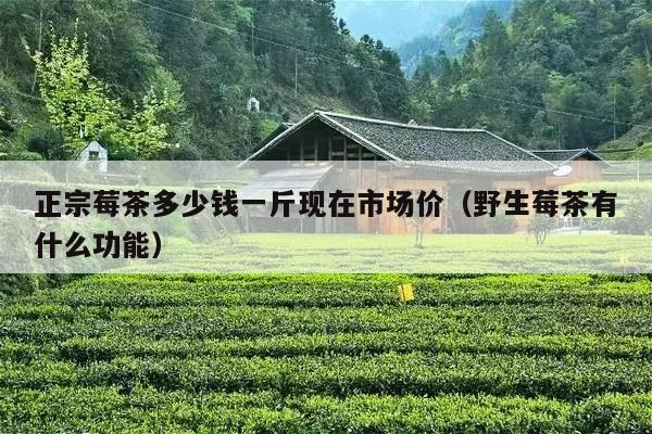 正宗莓茶多少钱一斤现在市场价（野生莓茶有什么功能）