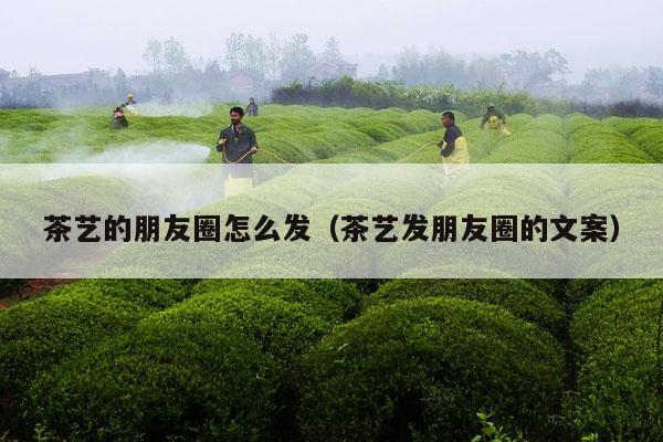 茶艺的朋友圈怎么发（茶艺发朋友圈的文案）