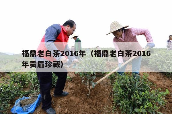 福鼎老白茶2016年（福鼎老白茶2016年贡眉珍藏）