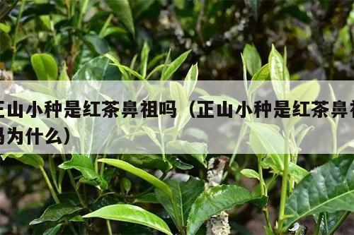 正山小种是红茶鼻祖吗（正山小种是红茶鼻祖吗为什么）