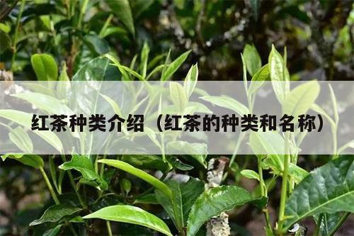 红茶种类介绍（红茶的种类和名称）