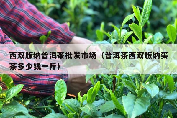 西双版纳普洱茶批发市场（普洱茶西双版纳买茶多少钱一斤）