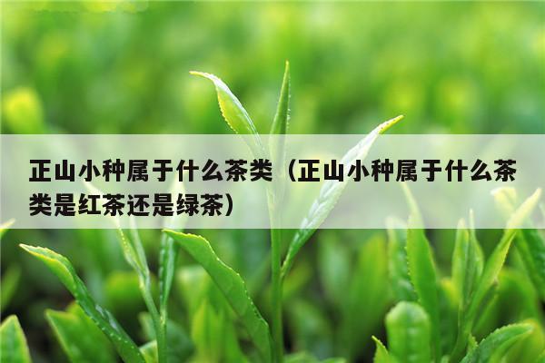 正山小种属于什么茶类（正山小种属于什么茶类是红茶还是绿茶）