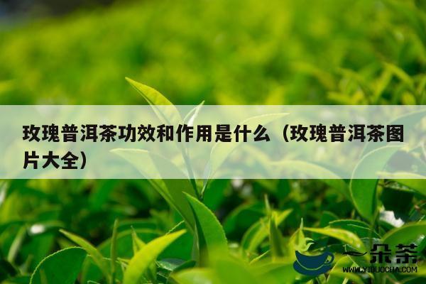 玫瑰普洱茶功效和作用是什么（玫瑰普洱茶图片大全）