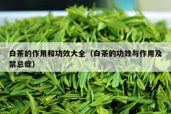 白茶的作用和功效大全（白茶的功效与作用及禁忌症）