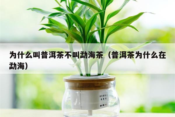 为什么叫普洱茶不叫勐海茶（普洱茶为什么在勐海）