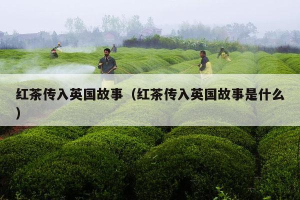 红茶传入英国故事（红茶传入英国故事是什么）