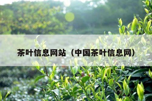 茶叶信息网站（中国茶叶信息网）