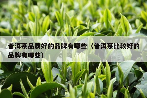 普洱茶品质好的品牌有哪些（普洱茶比较好的品牌有哪些）