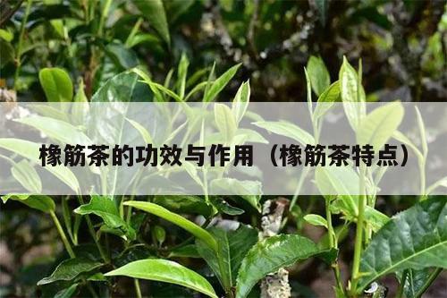 橡筋茶的功效与作用（橡筋茶特点）