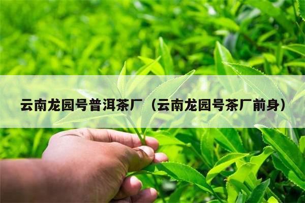 云南龙园号普洱茶厂（云南龙园号茶厂前身）