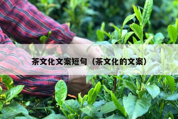 茶文化文案短句（茶文化的文案）