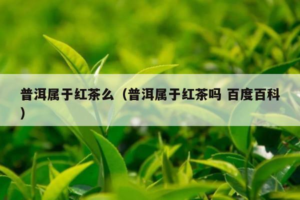 普洱属于红茶么（普洱属于红茶吗 百度百科）